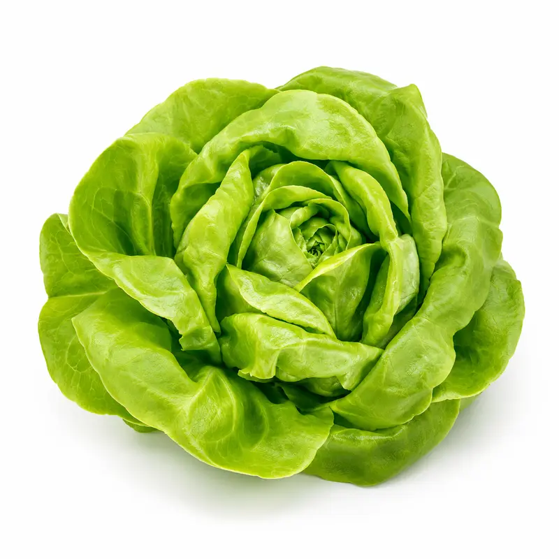Zelena salata