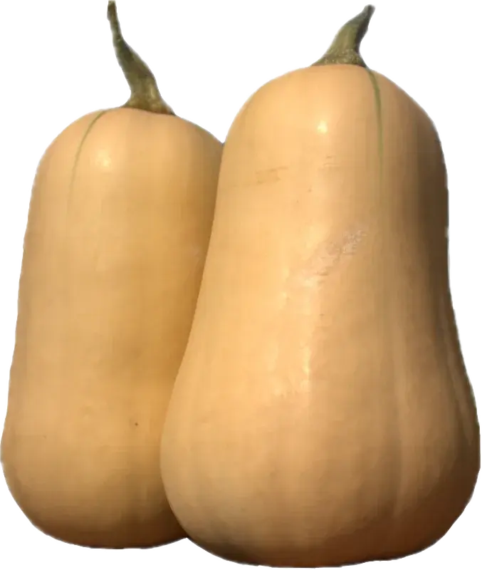 Tamburice
